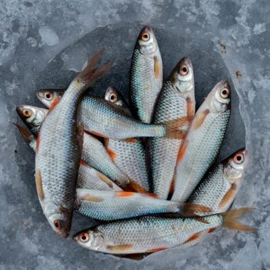 fish-specialist-chi-e-ifa